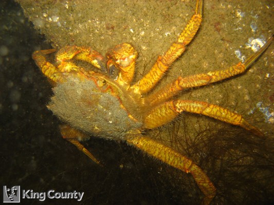 Photo of Telmessus cheiragonus